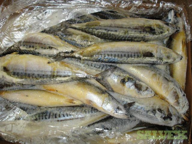 Norwegian Mackerel | Salvex