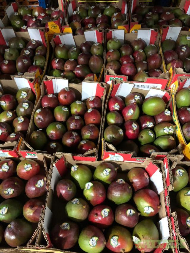 Tommy Mango 14s 1,792 Cases / 8 Pallets Salvex