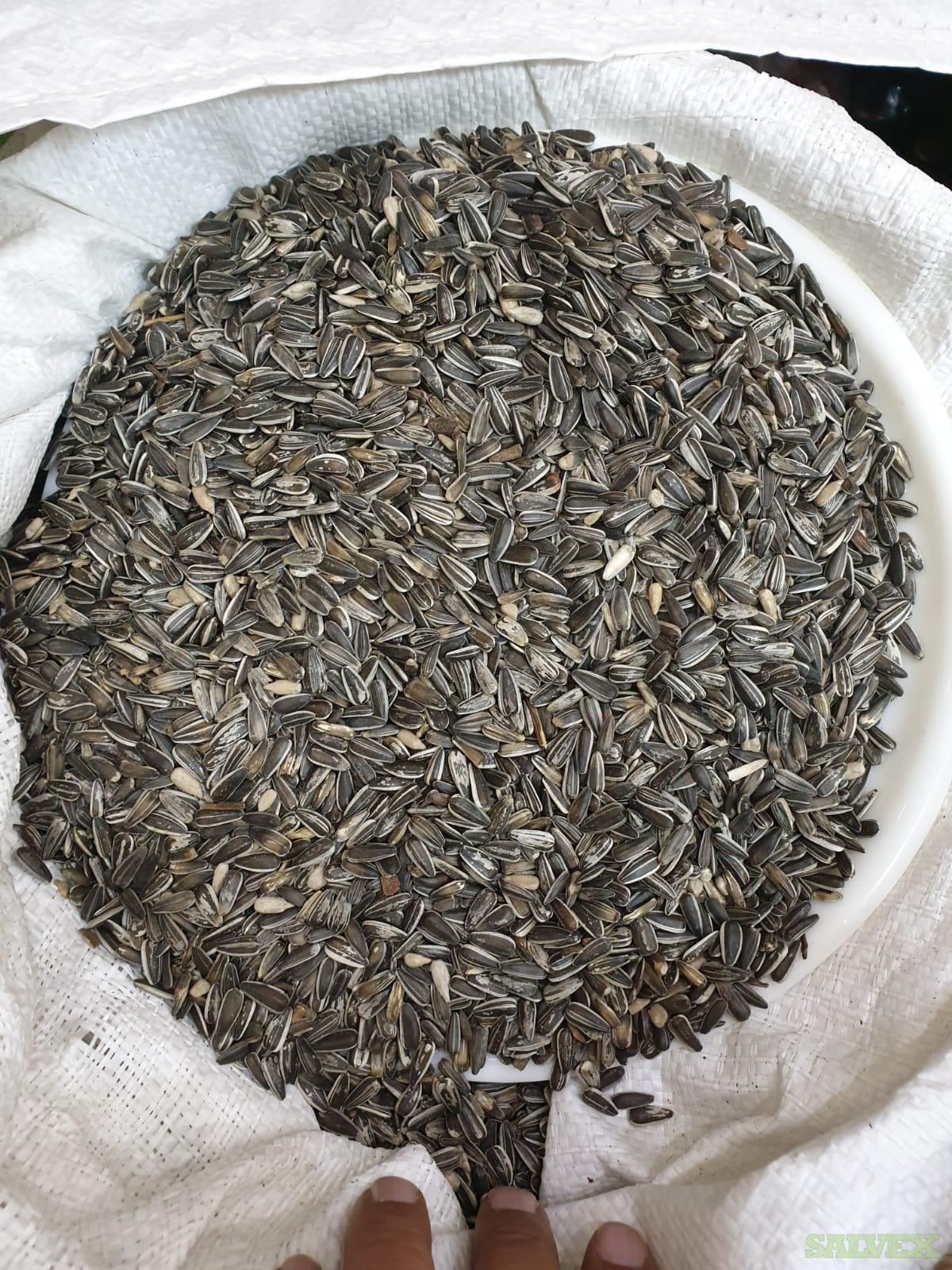 Sunflower Seeds (Approx. 24 Tons) in Kuwait Salvex
