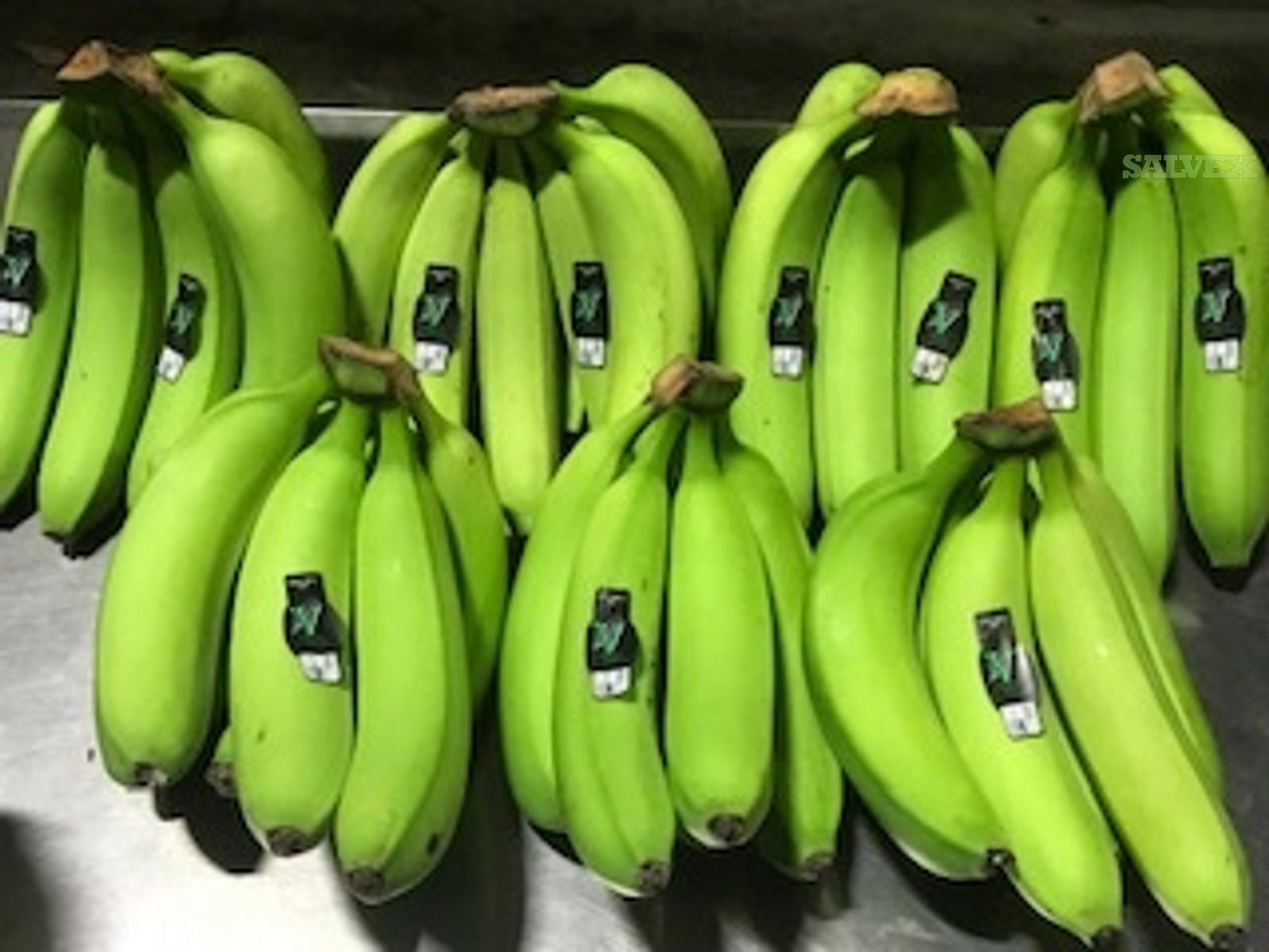 Banana Load 960 Cases | Salvex