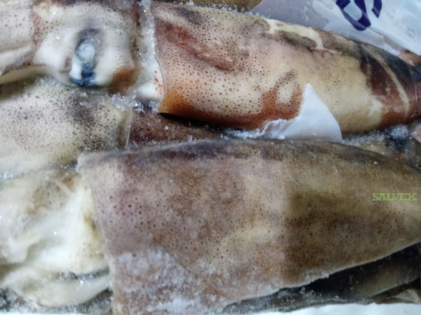 Whole Frozen Squid (26,995 Kg)