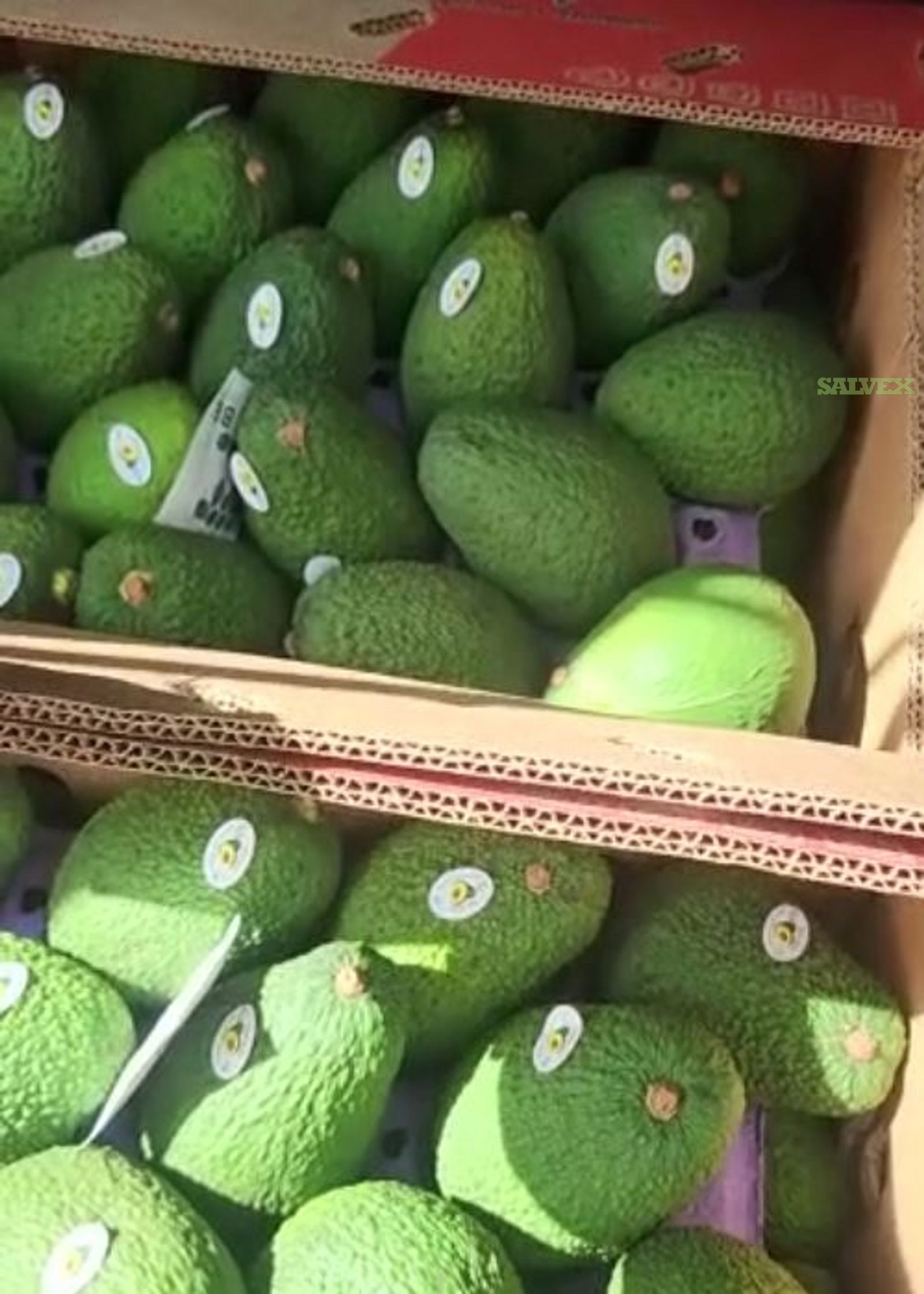 Unmasking The Private Avocado Conspiracy! - zravj0a