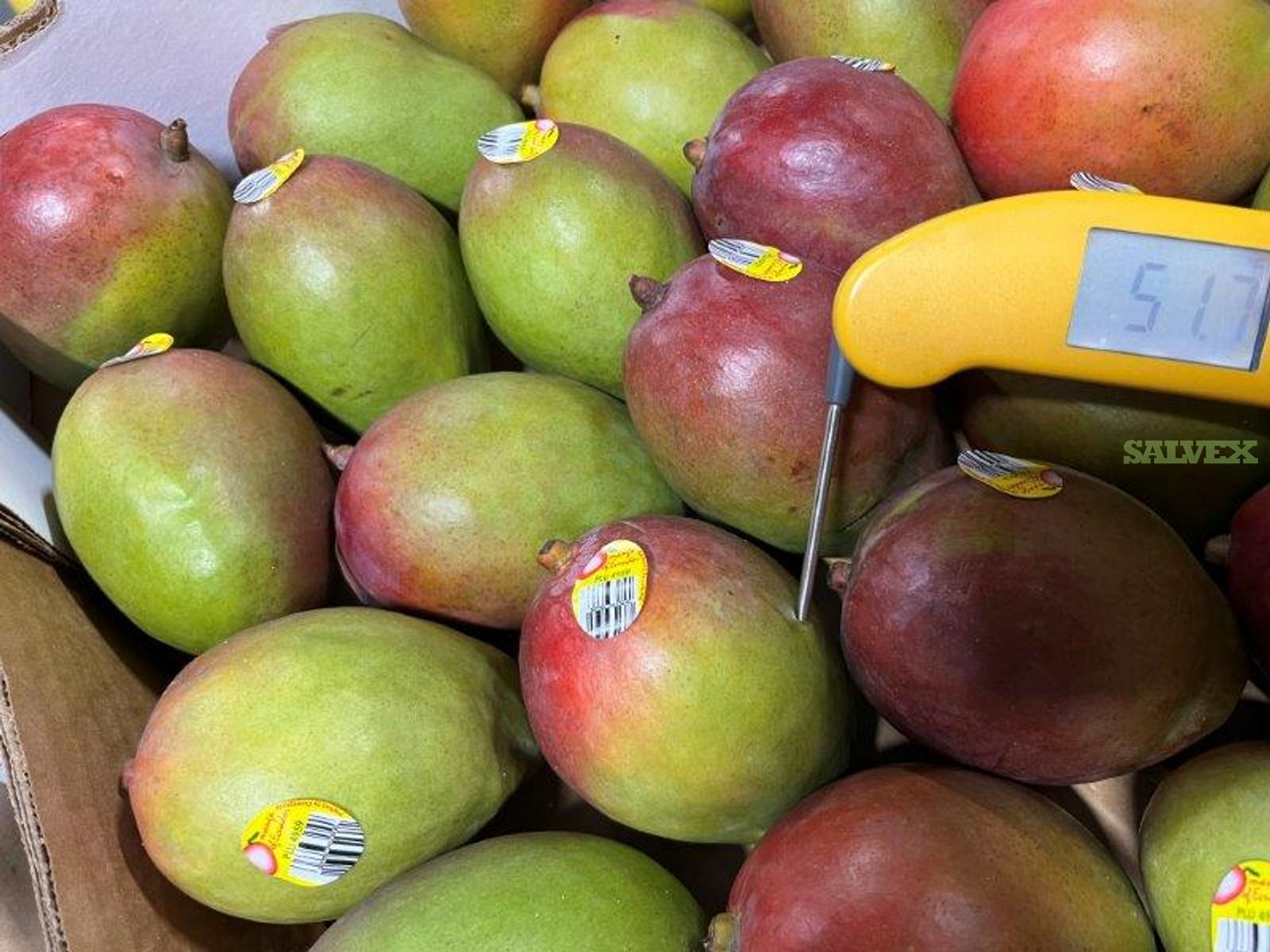 Tommy Atkins Mangoes 1,800 Cases Salvex