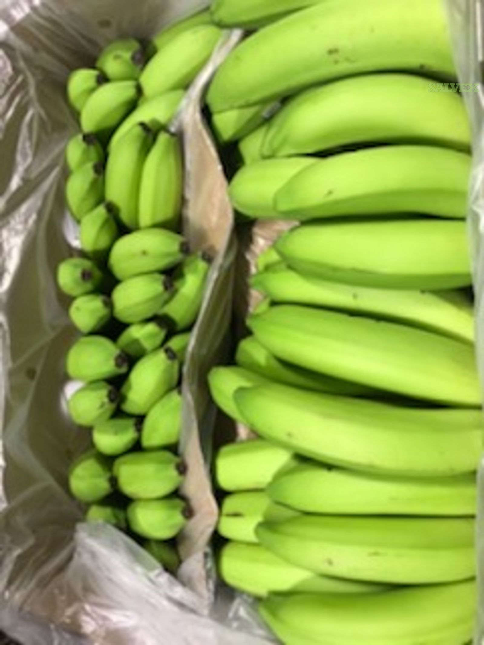 Banana Load - 960 Cases | Salvex