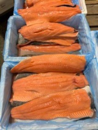 Atlantic Salmon (9845.44 lbs)