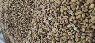Brazil Arabica Green Coffee - Damaged (21.607 Metric Tons)