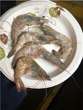 9/12 Head-on Shrimp from Ecuador, farm raised, IQF, 2 lb per Bag (52,340 lbs)